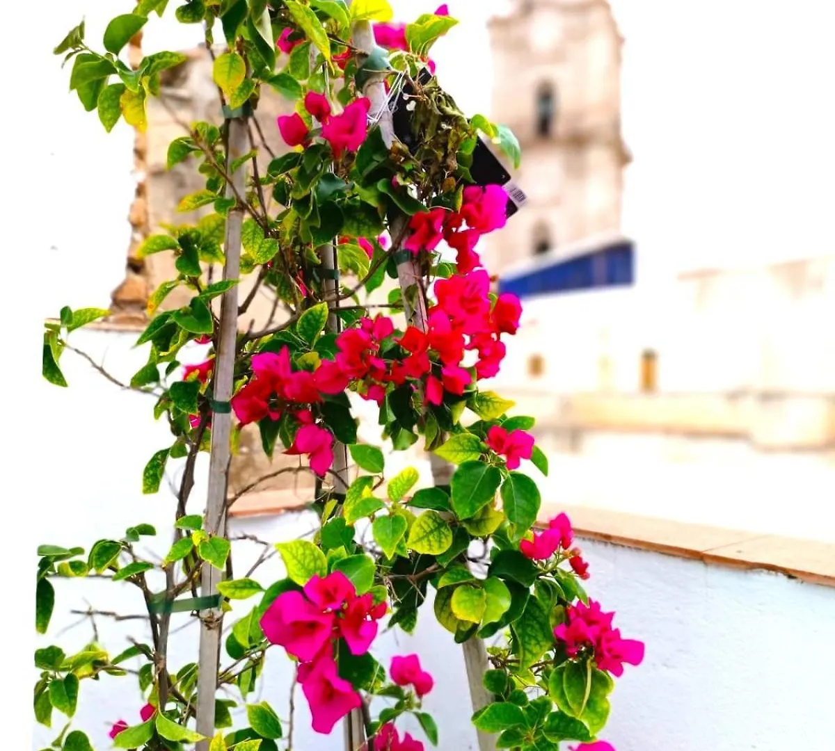 Apartamentos Calle Nueva Málaga
